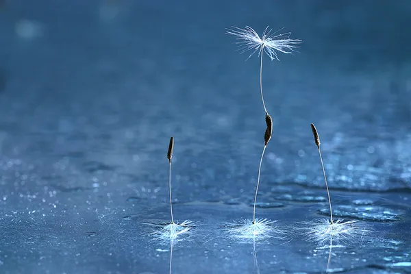 Dandelion seeds — Stock Photo, Image