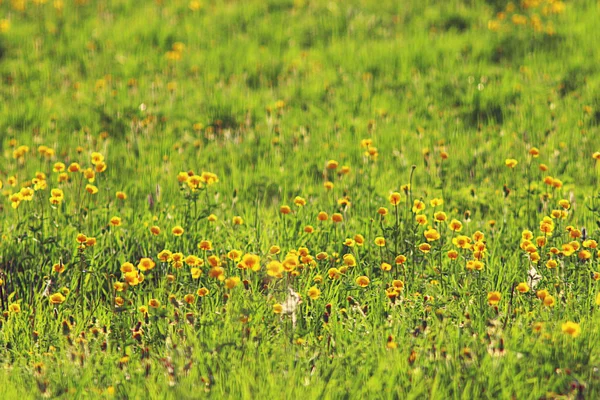 黄色毛茛 — 图库照片