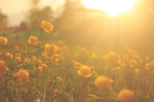 Bouton d'or jaune — Photo