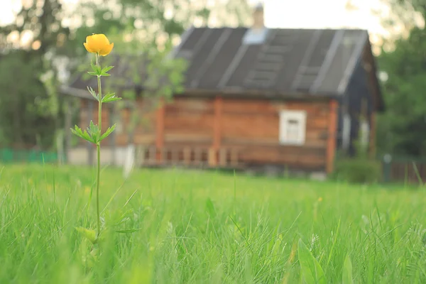 Fleur jaune d'été — Photo