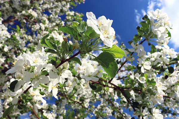 Apple дерева вишні — стокове фото