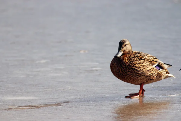 Ördek gölet üzerinde — Stok fotoğraf