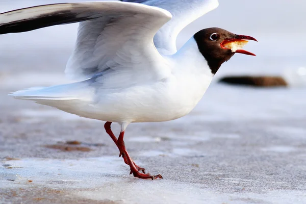 Gaivota de cabeça preta — Fotografia de Stock