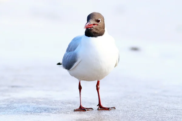 Gaivota de cabeça preta — Fotografia de Stock