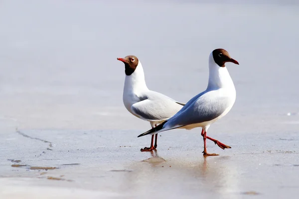 Gaivotas de cabeça preta — Fotografia de Stock