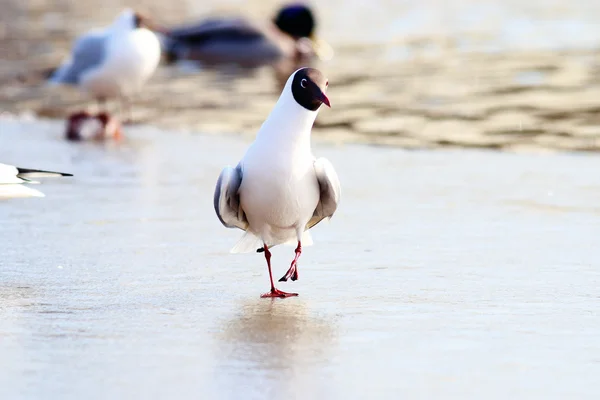 Gaivota de cabeça preta — Fotografia de Stock