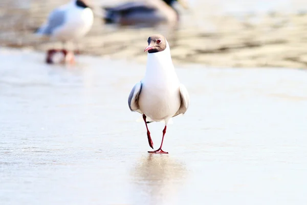 Black-headed Gull — Stock Photo, Image