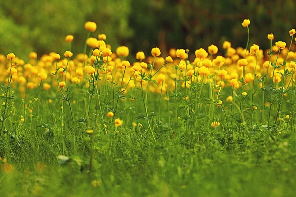 Gul smörblomma — Stockfoto