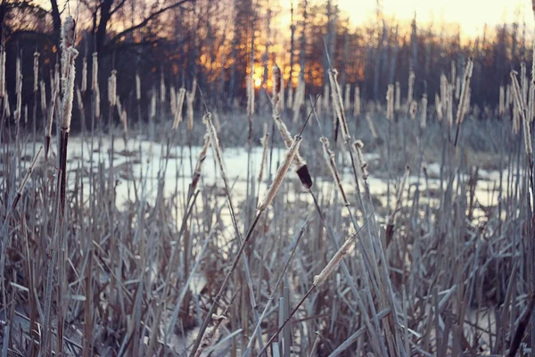 Winter marsh — Stock Photo, Image
