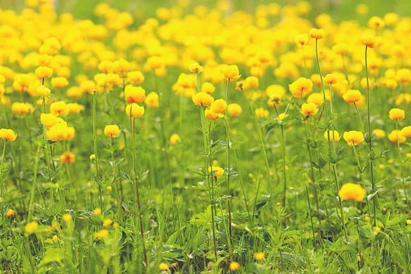 Bouton d'or jaune — Photo