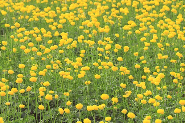 黄色毛茛 — 图库照片