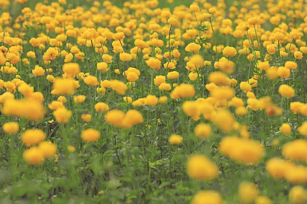 Bouton d'or jaune — Photo