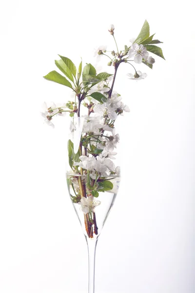 Cherry flowers in glass — Stock Photo, Image