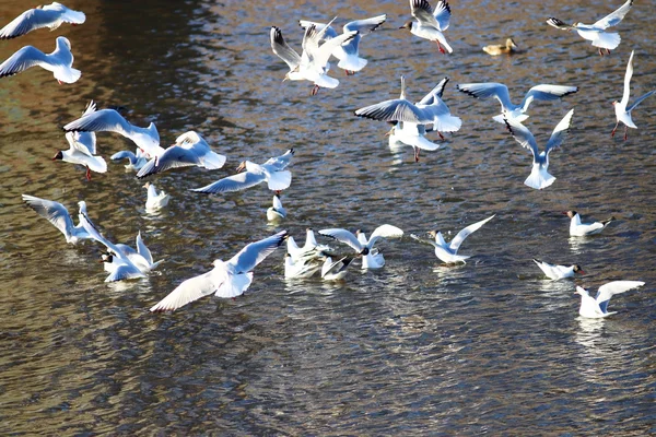 Rebanho de gaivotas — Fotografia de Stock