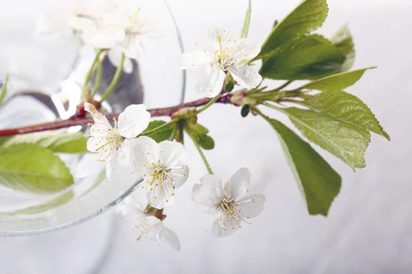 Kirschblüten im Glas — Stockfoto