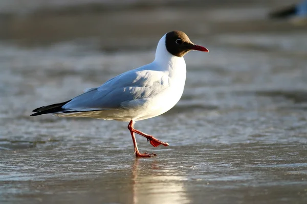 Gaviota de cabeza negra —  Fotos de Stock