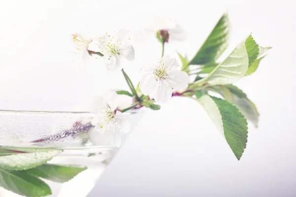 Kirschblüten im Glas — Stockfoto