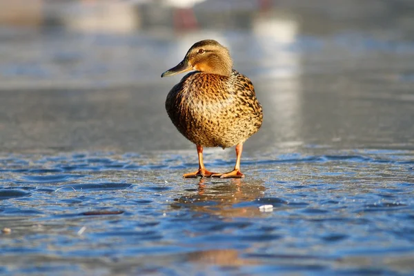 Duck on pond — Stock Photo, Image