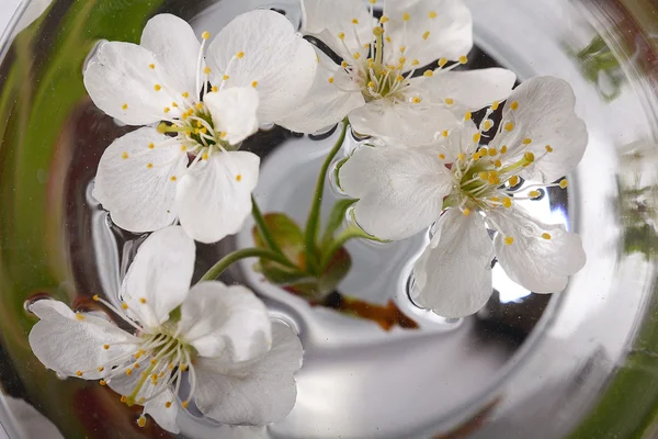 Cherry flowers in glass — Stock Photo, Image