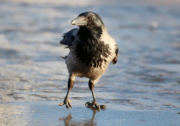 Cuervo en invierno — Foto de Stock