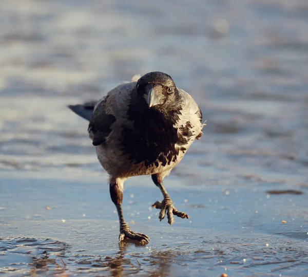 Cuervo en invierno — Foto de Stock