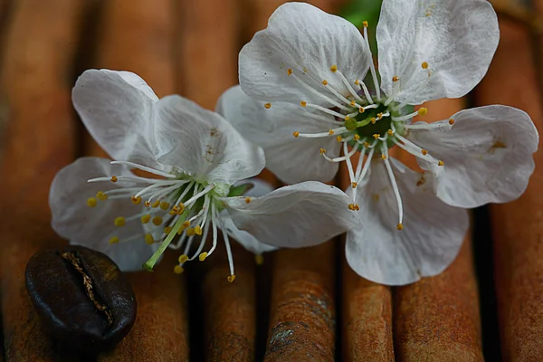 Kirschblüten mit Zimt — Stockfoto