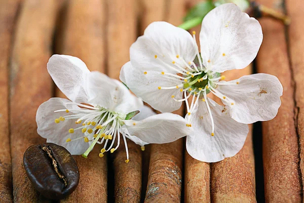 Cherry flowers with  cinnamon — Stock Photo, Image