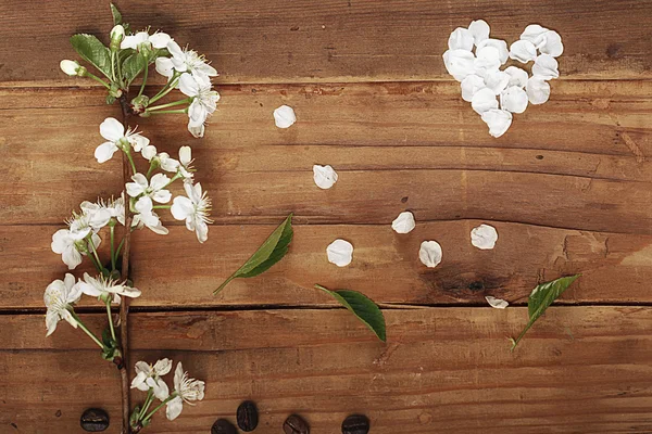 Flores de cereza — Foto de Stock