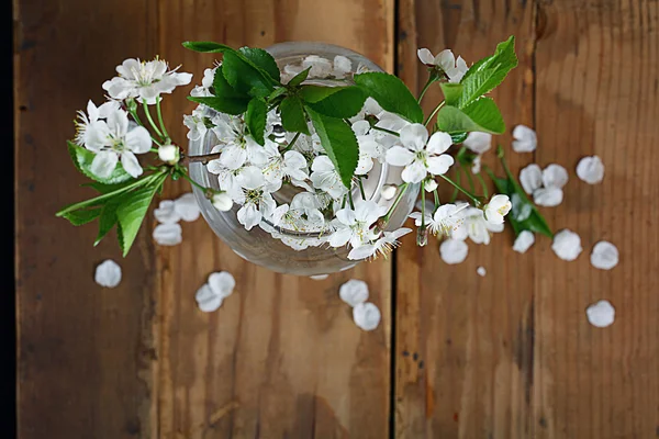 Körsbär blommor i glas — Stockfoto