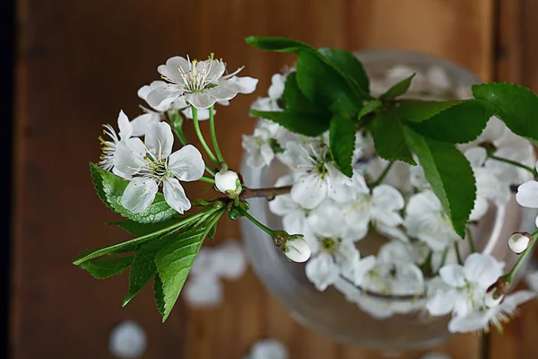 Cherry flowers in glass — Stock Photo, Image