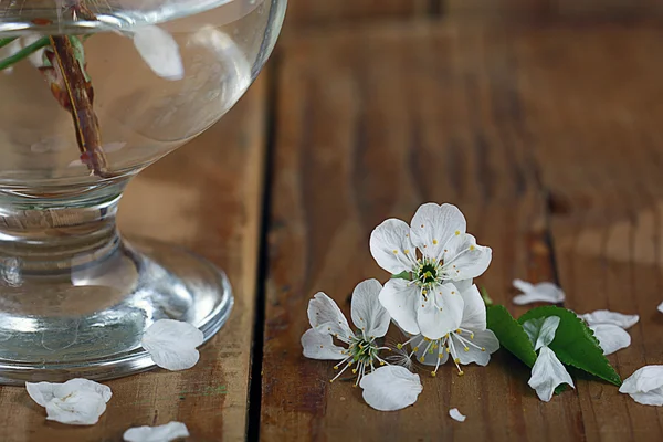 Cherry flowers in glass — Stock Photo, Image