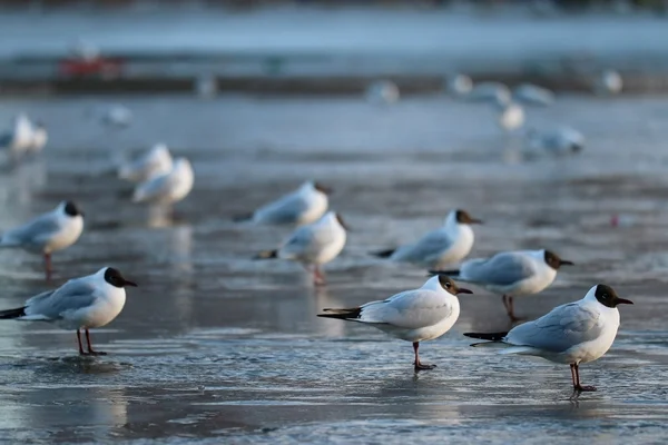 Black-headed sirályok — Stock Fotó