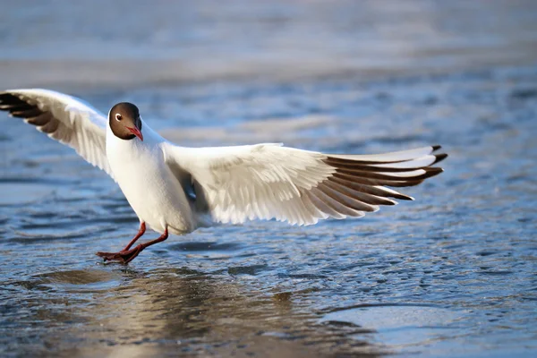 Gaivota de cabeça preta — Fotografia de Stock