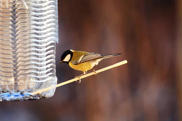 Tit with feeder — Stock Photo, Image