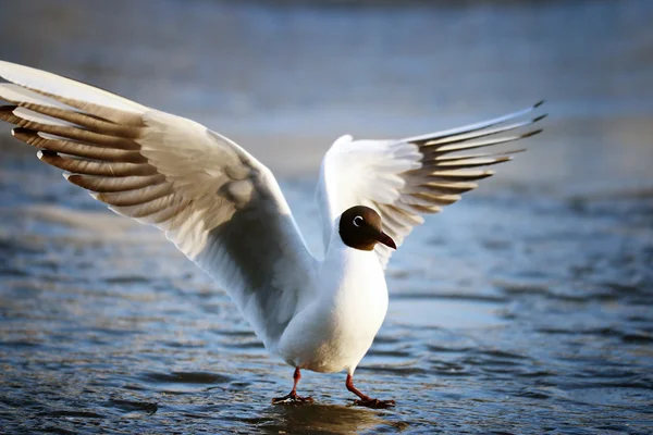 Black-headed Gull — Stock Photo, Image