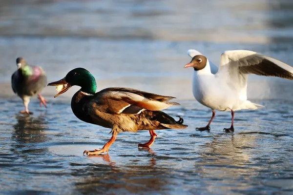 Ördek ile martı — Stok fotoğraf