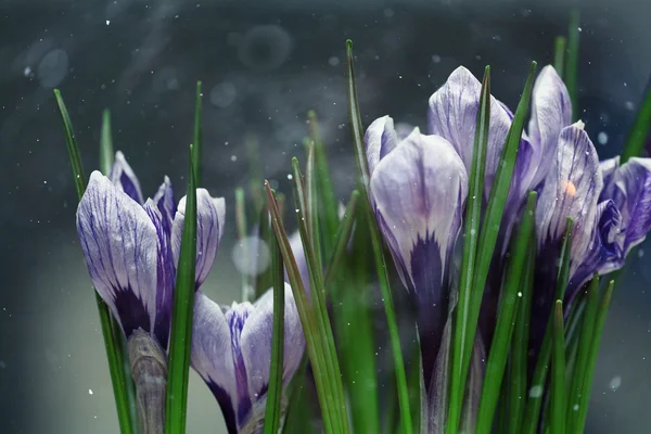 青いクロッカスの花 — ストック写真