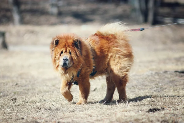 Chow-chow cão — Fotografia de Stock