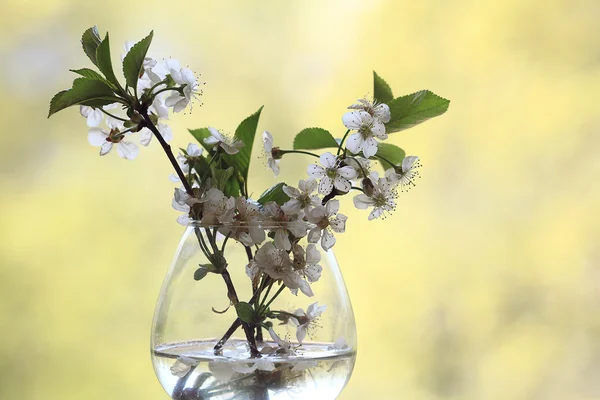 Cherry flowers — Stock Photo, Image