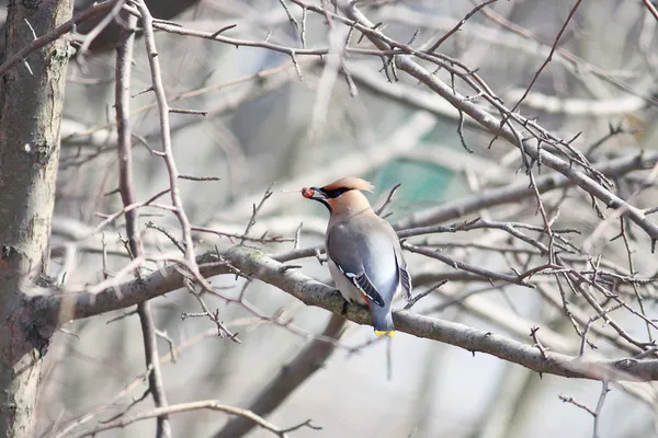 Waxwing 새 — 스톡 사진