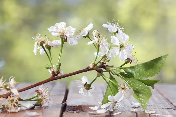 Kirschblüten — Stockfoto