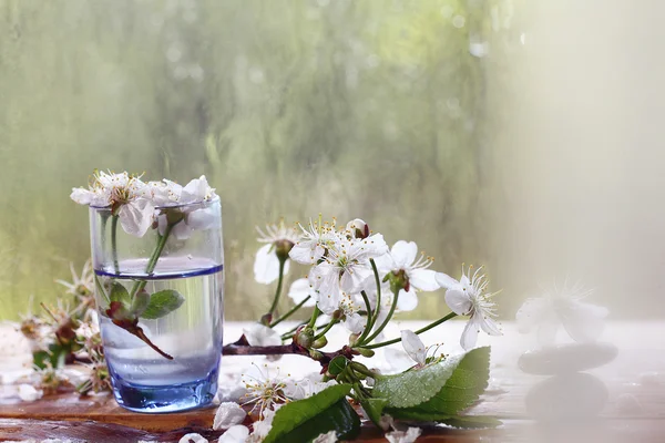 Вишневі квіти в склі — стокове фото