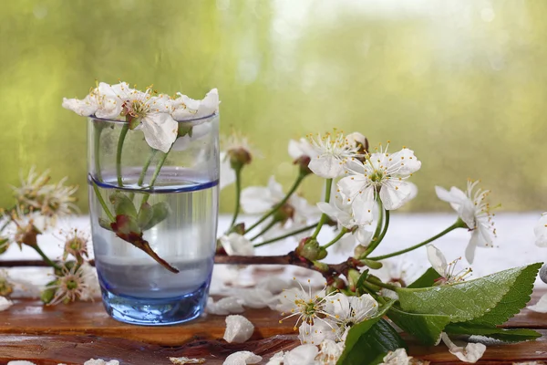 Kirschblüten im Glas — Stockfoto