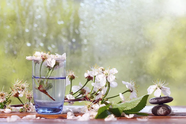 Cherry bloemen in glas — Stockfoto