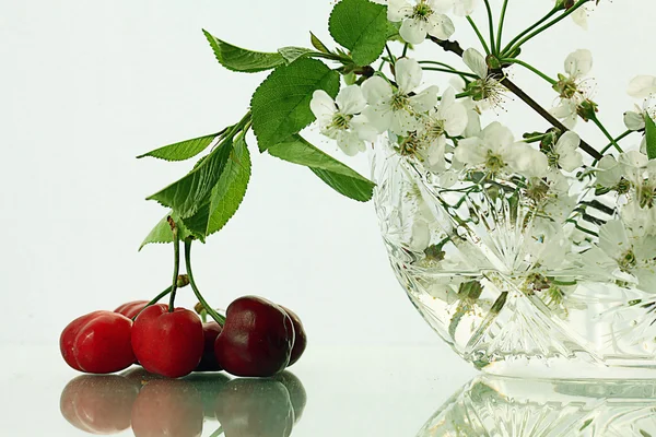 Ramo de flor de cereja — Fotografia de Stock