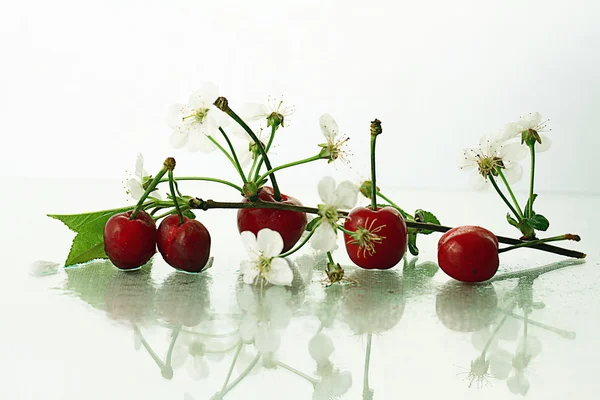 Ramură de flori de cireșe — Fotografie, imagine de stoc