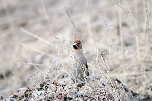 Waxwing πουλί — Φωτογραφία Αρχείου