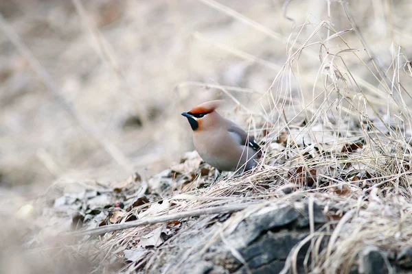 Waxwing птах — стокове фото