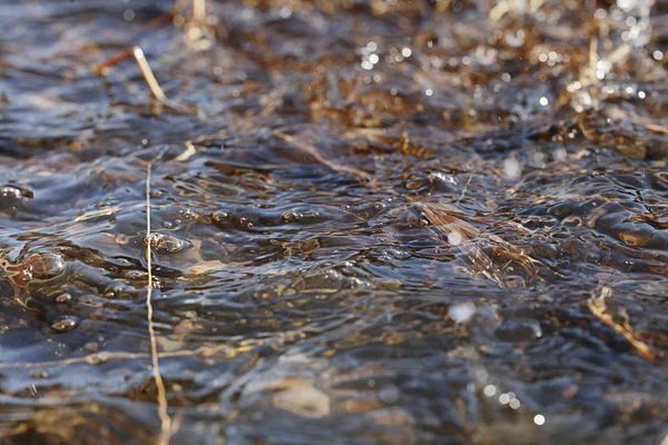 Lente waterdruppels — Stockfoto