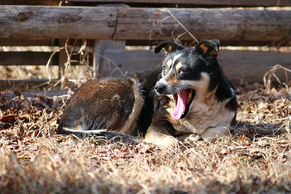 Cão rafeiro — Fotografia de Stock
